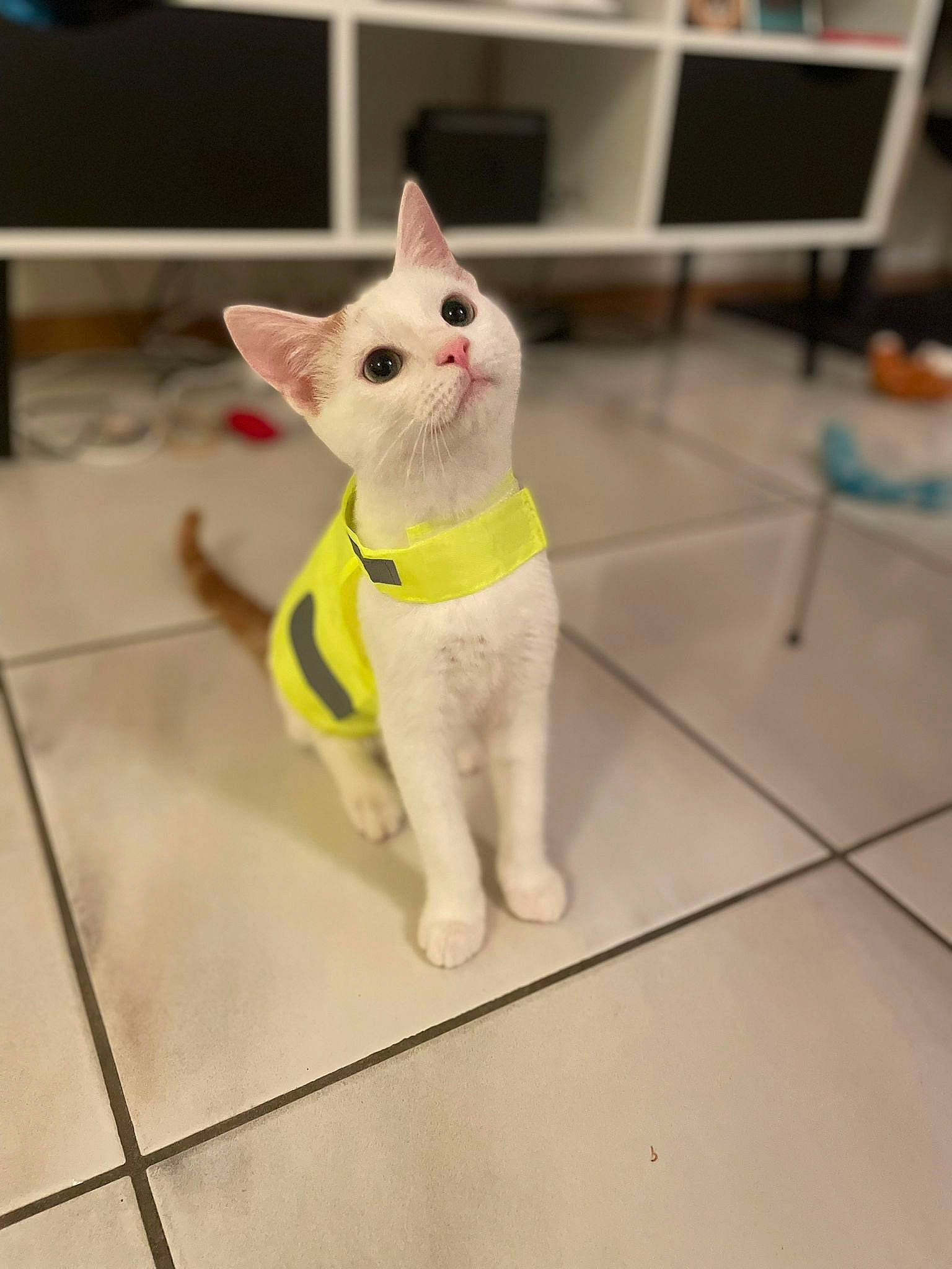 Floky a rejoint le concours — aidez-le/la à gagner de superbes lots ! art, carnivore, cat, collar, domestic_short_haired_cat, fawn, felidae, floor, flooring, fur, paw, pet_supply, small_to_medium_sized_cats, snout, tail, terrestrial_animal, tile_flooring, whiskers