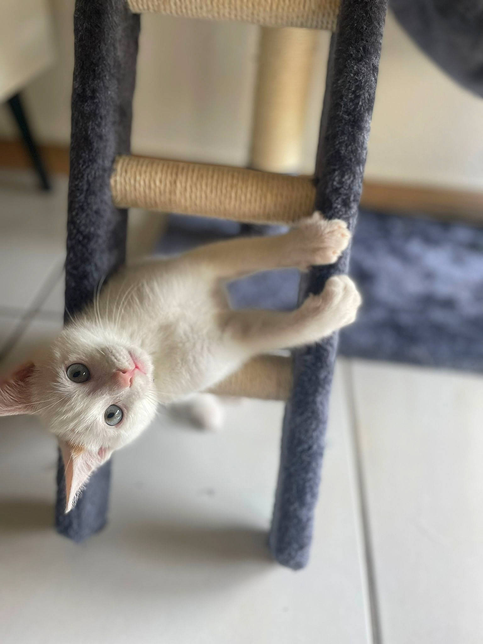 Floky a rejoint le concours — aidez-le/la à gagner de superbes lots ! carnivore, cat, chair, claw, domestic_short_haired_cat, fawn, felidae, foot, fur, mouse, mustelidae, paw, pet_supply, small_to_medium_sized_cats, snout, tail, whiskers, wood