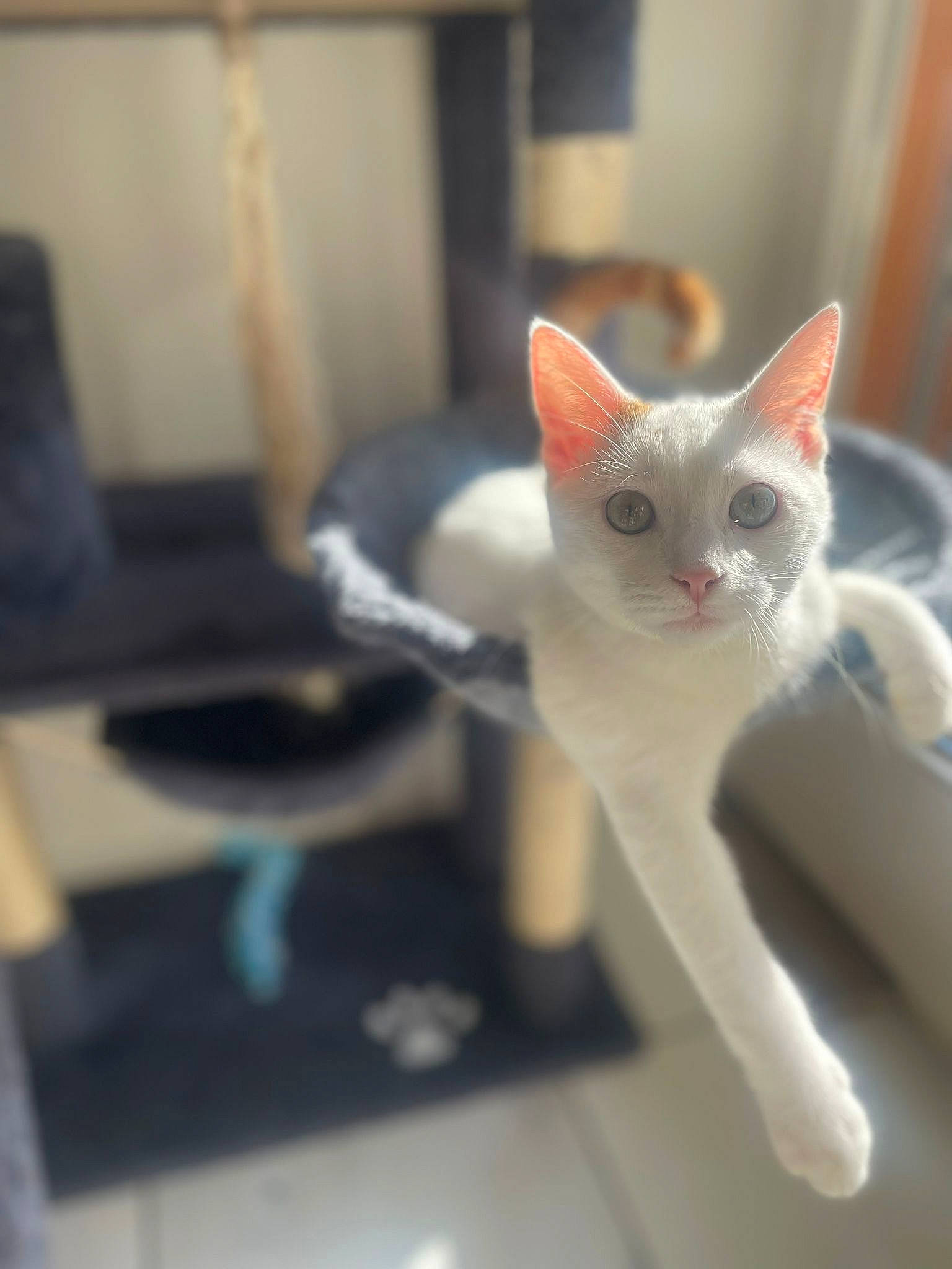 Floky participe au concours pour gagner de l'argent avec cette photo : carnivore, cat, domestic_short_haired_cat, fawn, felidae, fur, paw, small_to_medium_sized_cats, snout, tail, whiskers, wood