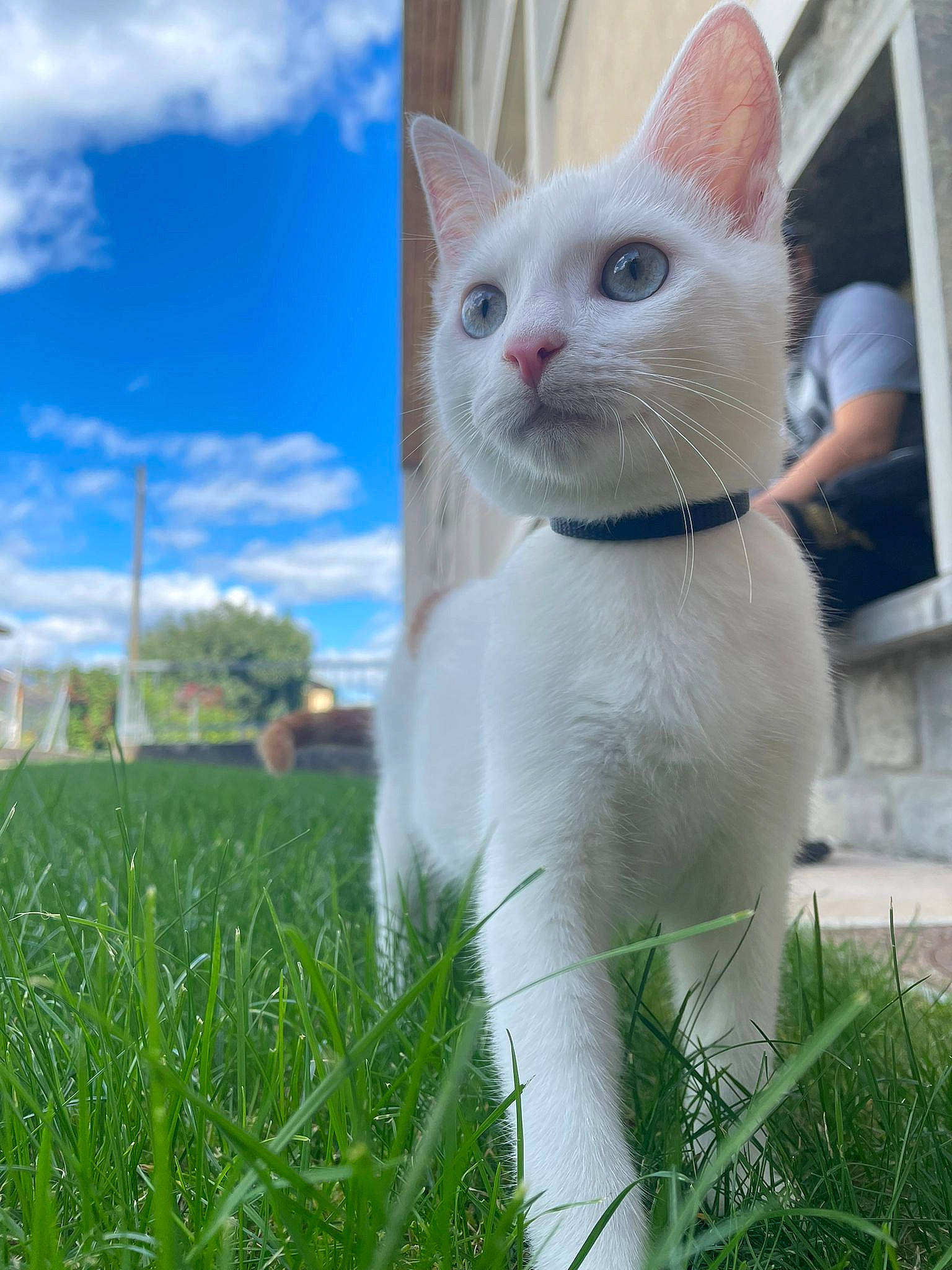 Floky a rejoint le concours — aidez-le/la à gagner de superbes lots ! carnivore, cat, cloud, domestic_short_haired_cat, eye, fawn, felidae, fur, grass, grassland, paw, plant, sky, small_to_medium_sized_cats, snout, tail, terrestrial_animal, whiskers, wildlife, window