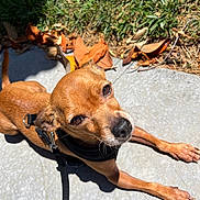 Griffey is registered to the contest to win money with this photo: animal, brown_dog, canine, closeup, concrete, daylight, dog, ears, grass, harness, leash, leaves, looking_up, nature, outdoor, paws, pet, resting, small_dog, sunlight