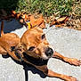 animal, brown_dog, canine, closeup, concrete, daylight, dog, ears, grass, harness, leash, leaves, looking_up, nature, outdoor, paws, pet, resting, small_dog, sunlight