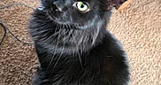 Shadow joined the competition — help win amazing prizes! black_cat, cat, pet, indoor, carpet, green_eyes, feline, curious, fluffy, animal, whiskers, tail, fur, wooden_furniture, looking_up, close_up, cute, domestic_animal, sitting, cozy