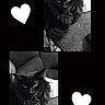 Shadow joined the competition — help win amazing prizes! cat, black_cat, fluffy, couch, indoor, pet, animal, feline, resting, cute, companion, cozy, portrait, two_photos, collage, heart_shape, monochrome, black_and_white, relaxed, furniture