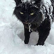 Shadow is registered to the contest to win money with this photo: black_cat, snow, outdoor, animal, pet, winter, cold, fur, yellow_eyes, key, collar, whiskers, close_up, snowflakes, feline, nature, mystery, portrait, winter_climate, frozen