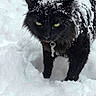 Shadow is registered to the contest to win money with this photo: animal, black_cat, close_up, cold, collar, feline, frozen, fur, key, mystery, nature, outdoor, pet, portrait, snow, snowflakes, whiskers, winter, winter_climate, yellow_eyes