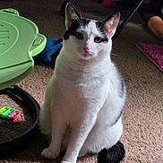 Valerie joined the competition — help win amazing prizes! cat, black_and_white_cat, indoor, carpet, toy, green_plastic_object, pink_rug, floor, pet, animal, sitting, feline, domestic_cat, household, plaything, cute, fur, whiskers, ears, eyes