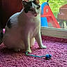 animal, backyard, black_and_white, carpet_texture, cat, children_slide, curtain, daylight, domestic, feline, glass_door, green_grass, household, indoor, pet, pink_carpet, playful, toy_mouse, wagon, window