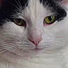 Valerie is registered to the contest to win money with this photo: cat, close_up, black_and_white, yellow_eyes, fur, pet, animal, whiskers, face, portrait, indoor, calm, serious, feline, cute, domestic_animal, mammal, nose, ears
