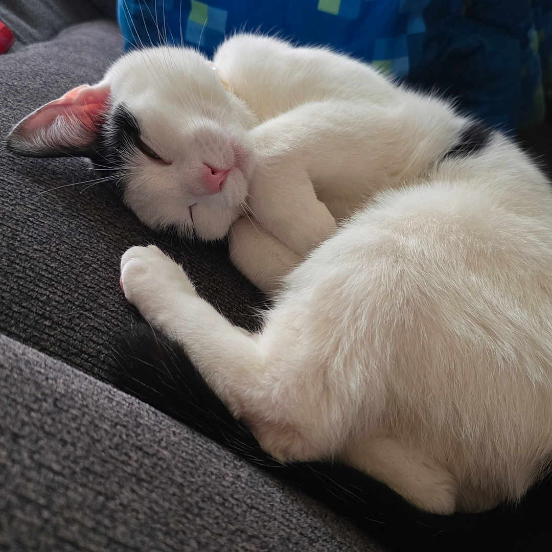 Valerie is registered to the contest to win money with this photo: cat, sleeping, white_cat, black_spots, couch, blanket, blue_blanket, indoor, pet, fur, relaxation, cozy, animal, resting, whiskers, pink_nose, paw, soft, home, comfortable