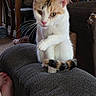 Meowgie is registered to the contest to win money with this photo: cat, calico_cat, couch, living_room, child, pajamas, furniture, table, chair, carpet, foot, indoor, pet, whiskers, curious, raised_paw, relaxed, cozy, home, person