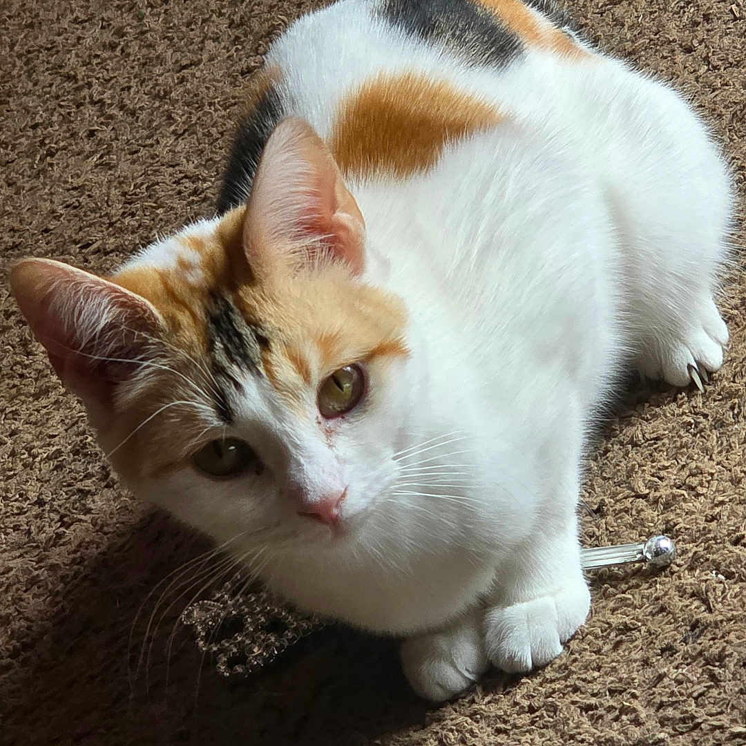 Meowgie joined the competition — help win amazing prizes! cat, calico_cat, pet, animal, feline, indoor, carpet, brown_carpet, fur, whiskers, ears, tail, paw, looking_up, curious, domestic_cat, cute, small_animal, soft_fur, resting