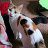 Meowgie is registered to the contest to win money with this photo: cat, calico_cat, indoor, carpet, furniture, blanket, couch, green_chair, pet, animal, looking_up, curious, tail, fur, mammal, domestic_cat, floor, cute, whiskers, young_cat