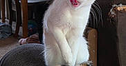 Meowgie joined the competition — help win amazing prizes! cat, licking, couch, armrest, indoor, child, sofa, furniture, home, relaxing, pet, whiskers, playful, domestic, fur, tail, ears, eyes, person, living_room