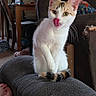 cat, licking, couch, armrest, indoor, child, sofa, furniture, home, relaxing, pet, whiskers, playful, domestic, fur, tail, ears, eyes, person, living_room
