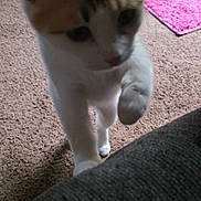 Meowgie is registered to the contest to win money with this photo: cat, orange_and_white_cat, indoor, carpet, pink_rug, curious, paw, furniture, pet, animal, mammal, cute, domestic_cat, playful, closeup, whiskers, ears, floor, home, cozy