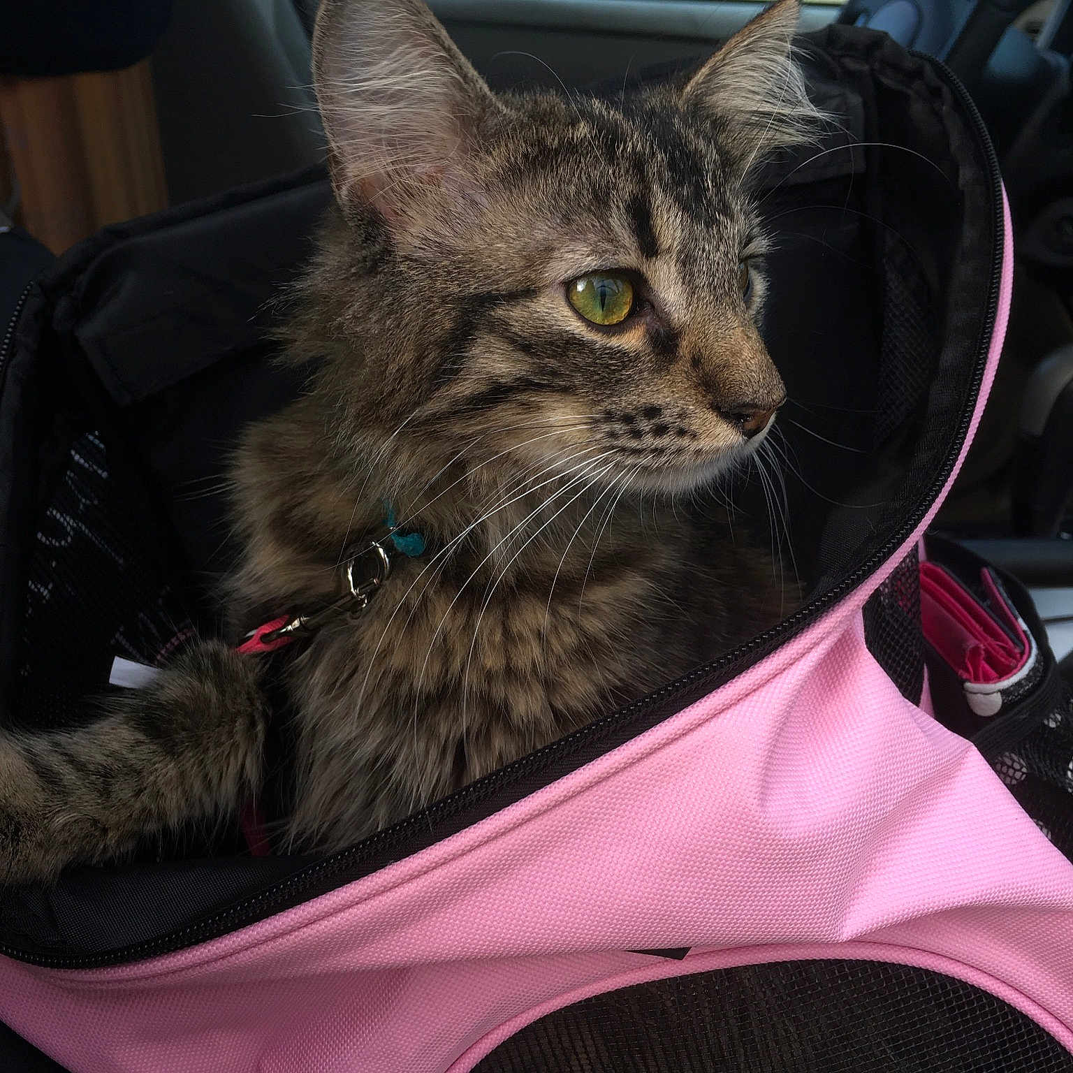 Piper joined the competition — help win amazing prizes! american_shorthair, asian, carnivore, cat, domestic_short_haired_cat, european_shorthair, felidae, fur, kitten, small_to_medium_sized_cats, tabby_cat, whiskers