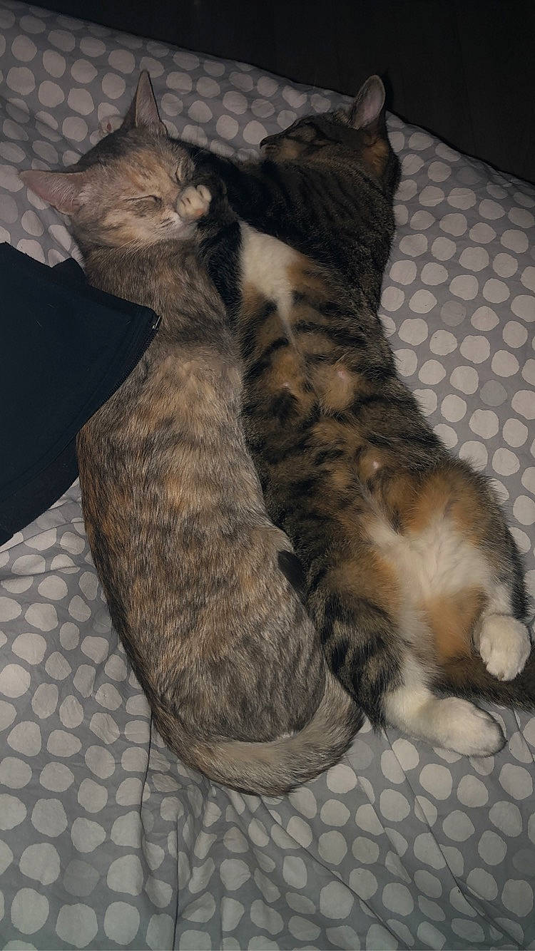 Molly a rejoint le concours — aidez-le/la à gagner de superbes lots ! carnivore, cat, claw, comfort, domestic_short_haired_cat, fawn, felidae, foot, fur, grey, military_camouflage, nap, pattern, paw, sleep, small_to_medium_sized_cats, snout, tail, terrestrial_animal, whiskers