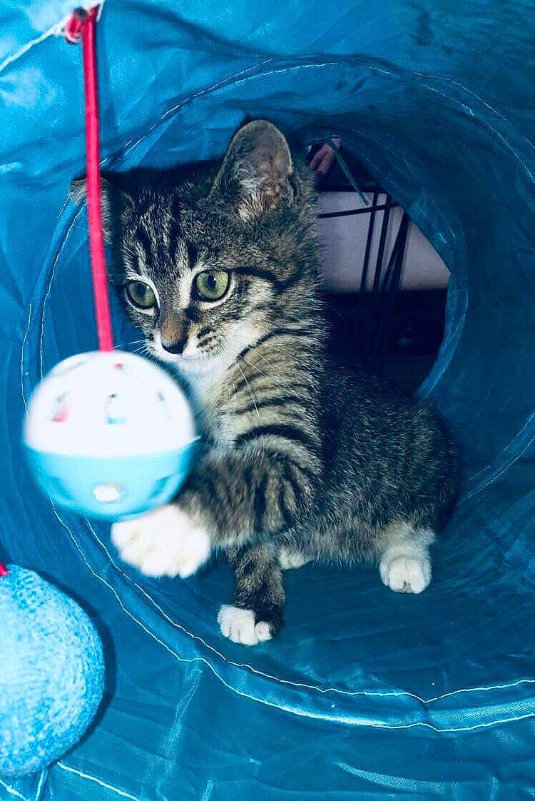 Mooty a rejoint le concours — aidez-le/la à gagner de superbes lots ! azure, blue, carnivore, cat, cat_supply, circle, claw, domestic_short_haired_cat, electric_blue, event, felidae, fur, grass, organism, paw, small_to_medium_sized_cats, tail, whiskers, window