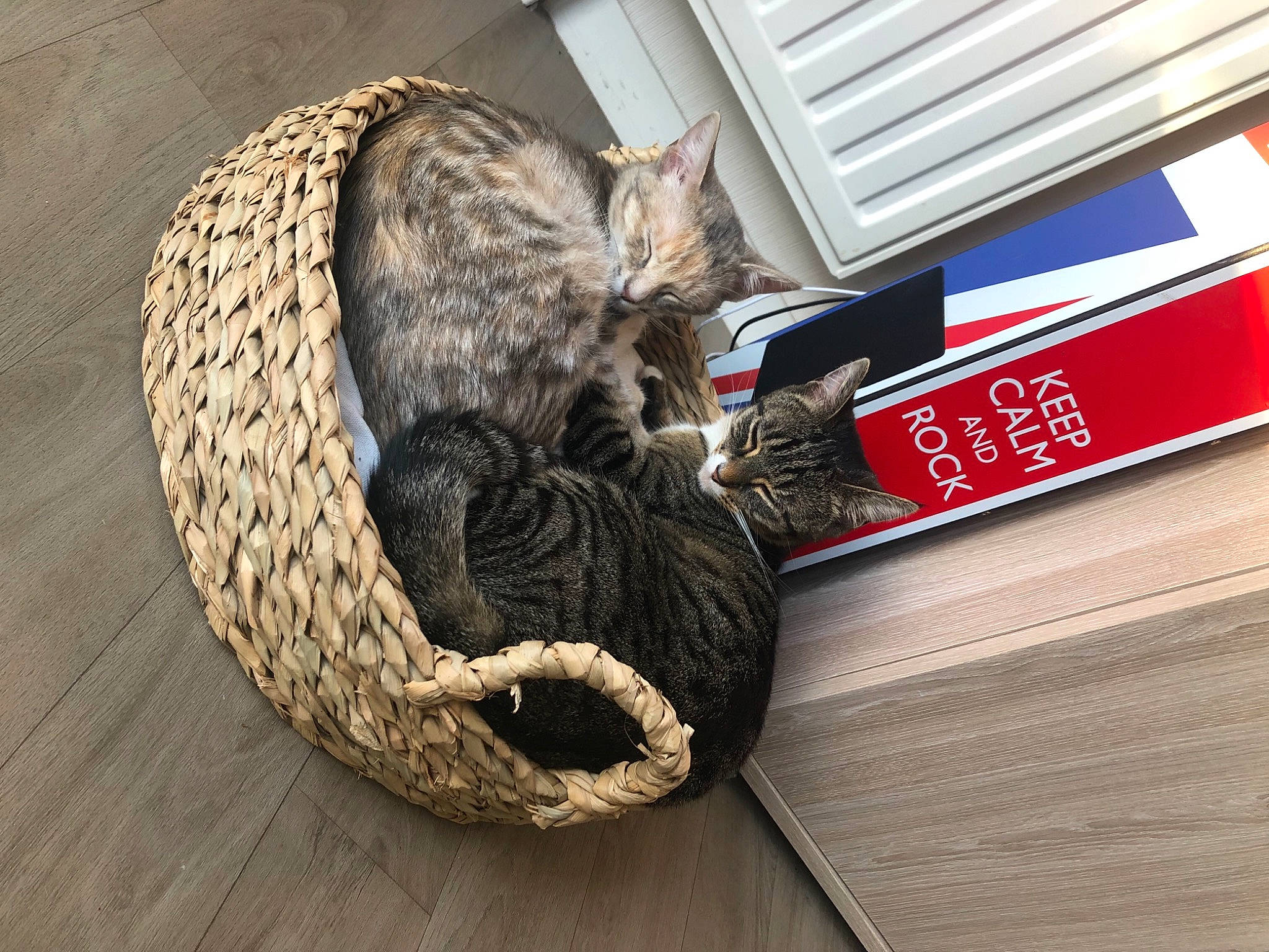 Mooty participe au concours pour gagner de l'argent avec cette photo : automotive_tire, carmine, carnivore, cat, cat_bed, comfort, domestic_short_haired_cat, felidae, fur, grey, hardwood, mammal, small_to_medium_sized_cats, snout, tail, terrestrial_animal, vertebrate, whiskers, wood, woolen