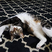Jax joined the competition — help win amazing prizes! cat, tabby, white_paws, stretching, green_eyes, curious, indoor, rug, patterned_rug, black_and_white, playful, pet, feline, whiskers, relaxed, fur, animal, cute, domestic_cat, floor