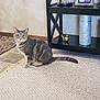 alert, animal, carpet, cat, cozy, curious, decor, feline, flooring, furniture, gray_tabby, green_eyes, home, indoor, ornament, pet, shelf, sitting, striped, tail