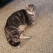 Tabitha is registered to the contest to win money with this photo: cat, tabby_cat, indoor, carpet, pet, animal, feline, fur, whiskers, tail, ears, eyes, resting, looking, curious, texture, beige, soft, cute, domestic