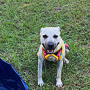 Queen joined the competition — help win amazing prizes! dog, grass, outdoor, pet, canine, tie-dye, harness, smiling, animal, nature, playful, summer, water, greenery, closeup, friendly, sitting, happy, daylight, young
