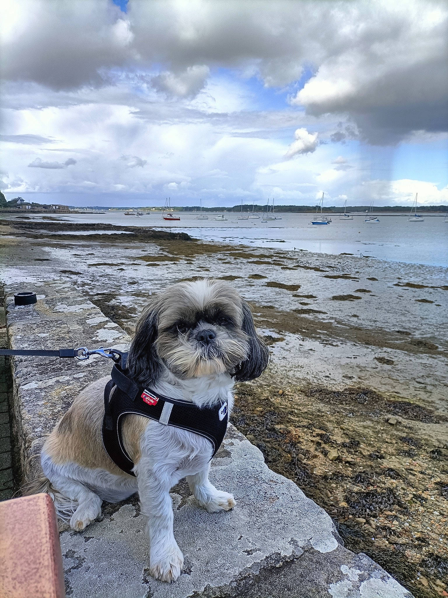 Garry a rejoint le concours — aidez-le/la à gagner de superbes lots ! carnivore, cloud, companion_dog, cumulus, dog, dog_breed, dog_clothes, dog_collar, dog_supply, fawn, horizon, lake, landscape, ocean, sky, snout, terrier, toy_dog, water, working_animal