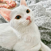 Dahouet a rejoint le concours — aidez-le/la à gagner de superbes lots ! abyssinian, angora, animal, bed, bedroom, blanket, cat, furniture, indoors, kitten, manx, pet, quilt, room, siamese, white