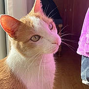Roucky a rejoint le concours — aidez-le/la à gagner de superbes lots ! cat, ginger_cat, white_cat, close_up, portrait, whiskers, feline, animal, pet, orange_fur, white_fur, green_eyes, pointed_ears, sunlight, indoor, wooden_floor, dramatic_lighting, side_profile, short_hair, photography