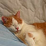 cat, orange_cat, white_cat, sleeping, nap, pet, animal, feline, bed, bedding, blanket, indoors, cozy, relaxed, close_up, portrait, paw, whiskers, pink_nose, soft_lighting