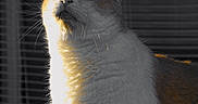 Roucky participe au concours pour gagner de l'argent avec cette photo : cat, animal, pet, feline, portrait, close_up, whiskers, ears, eyes, fur, white_fur, orange_fur, sitting, indoor, window, backlighting, dramatic_lighting, shadows, photography, moody