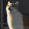 cat, animal, pet, feline, portrait, close_up, whiskers, ears, eyes, fur, white_fur, orange_fur, sitting, indoor, window, backlighting, dramatic_lighting, shadows, photography, moody