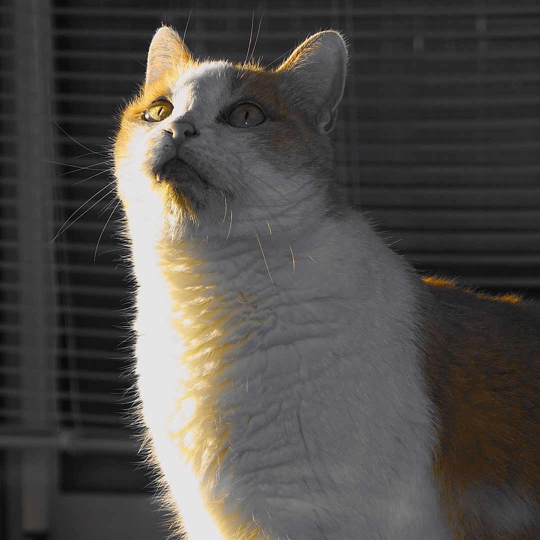 Roucky
