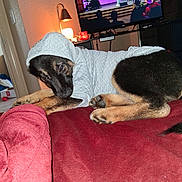 Bear Davis joined the competition — help win amazing prizes! black_and_tan, blanket, cozy, curled_up, cute, dog, furniture, home, hoodie, indoor, lamp, living_room, person_on_tv, pet, puppy, red_blanket, resting, shy, stage, television
