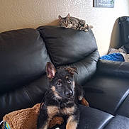 Bear Davis joined the competition — help win amazing prizes! puppy, dog, cat, tabby_cat, leather_couch, plush_toy, bone, indoor, home, pet, animal, furniture, watchful, curious, black, brown, beige_wall, decor, relaxing, companion