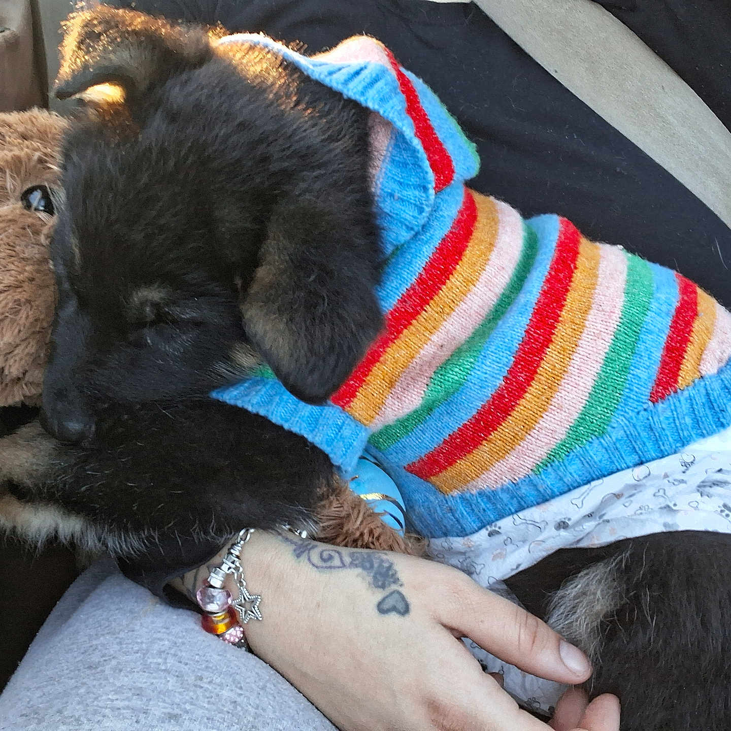Bear Davis joined the competition — help win amazing prizes! animal, bracelet, car_interior, closeup, colorful, cozy, cute, dog, fur, hand, lap, pet, plush_toy, puppy, resting, seatbelt, striped_clothing, sweater, tattoo, teddy_bear