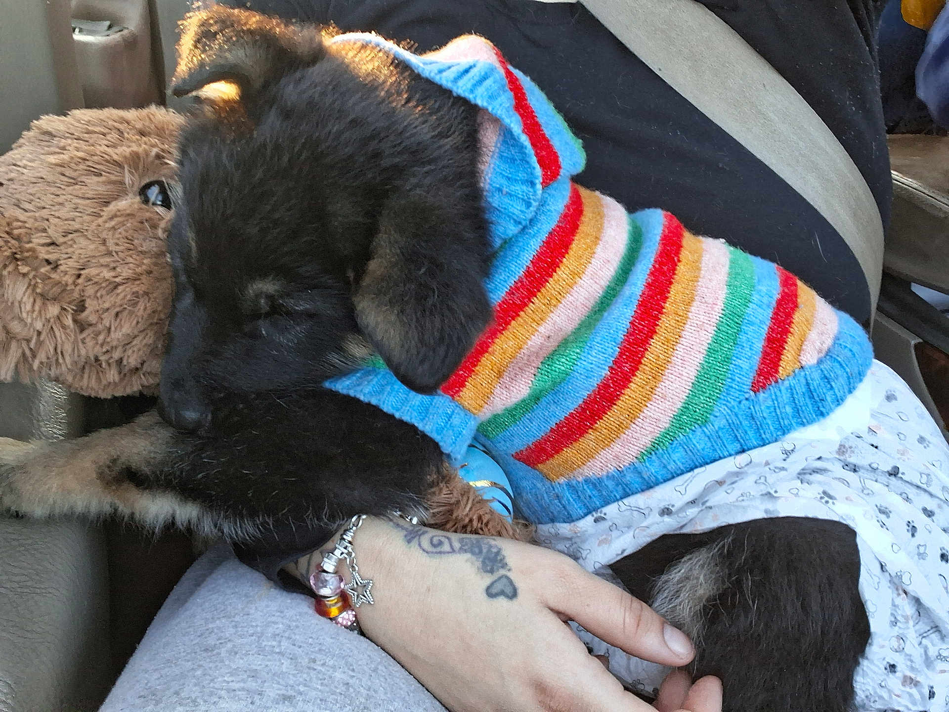 Bear Davis joined the competition — help win amazing prizes! puppy, dog, sweater, striped_clothing, colorful, teddy_bear, plush_toy, hand, tattoo, bracelet, car_interior, seatbelt, lap, closeup, pet, cozy, fur, animal, resting, cute