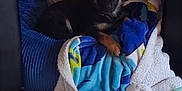 Bear Davis is registered to the contest to win money with this photo: animal, bed, black, blanket, blue, brown, comfort, cozy, cute, dog, floor, fur, home, indoor, looking, pet, pillow, puppy, resting, young