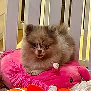 Bella a rejoint le concours — aidez-le/la à gagner de superbes lots ! dog, puppy, fluffy, plush_toy, pink, orange, stuffed_animal, clownfish_toy, carpet, indoor, pet, cute, small_dog, toy, resting, animal, cozy, furniture, home, soft