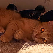 Garfield is registered to the contest to win money with this photo: cat, orange_cat, pet, animal, feline, carpet, indoor, resting, cozy, knitted_blanket, fur, whiskers, paw, relaxed, closeup, eyes, reflection, soft_light, home, under_furniture