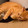Garfield joined the competition — help win amazing prizes! cat, orange_tabby, toy_mouse, carpet, play, pet, indoor, close_up, whiskers, paw, feline, cute, mammal, sleepy, fur, domestic_animal, relaxed, animal, lying_down, soft_lighting