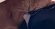 Garfield is registered to the contest to win money with this photo: cat, sleeping, orange_tabby, pillow, navy_blue, whiskers, fur, closed_eyes, relaxation, resting, indoor, cozy, wood, pet, animal, cute, feline, calm, nap, soft