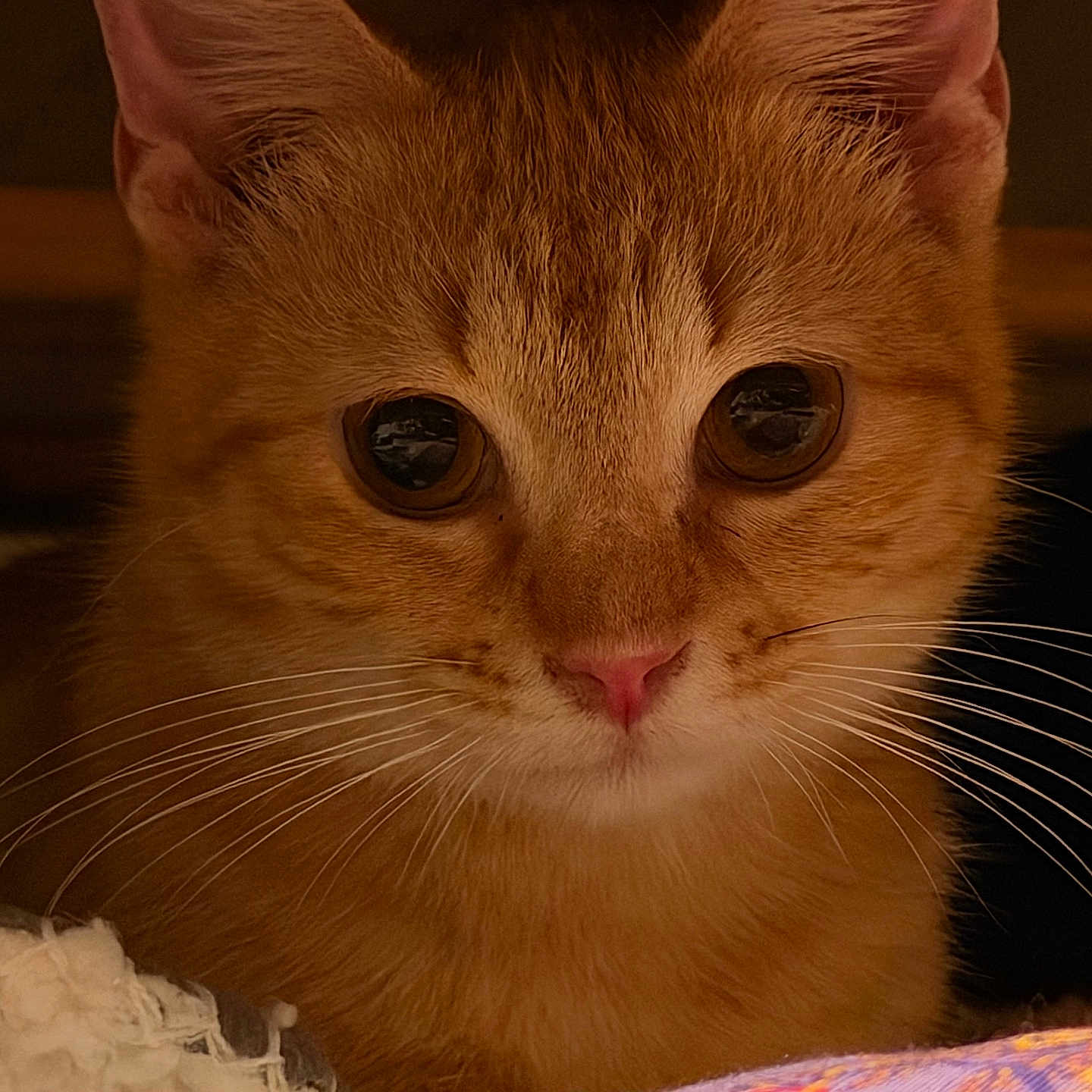 Garfield