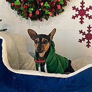 Rocky is registered to the contest to win money with this photo: dog, pet, hoodie, green_clothing, bed, plush, wreath, holiday_decor, snowflake, red, green, blue, white, indoor, cozy, cute, animal, small_dog, resting, festive