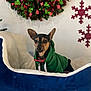 dog, pet, hoodie, green_clothing, bed, plush, wreath, holiday_decor, snowflake, red, green, blue, white, indoor, cozy, cute, animal, small_dog, resting, festive