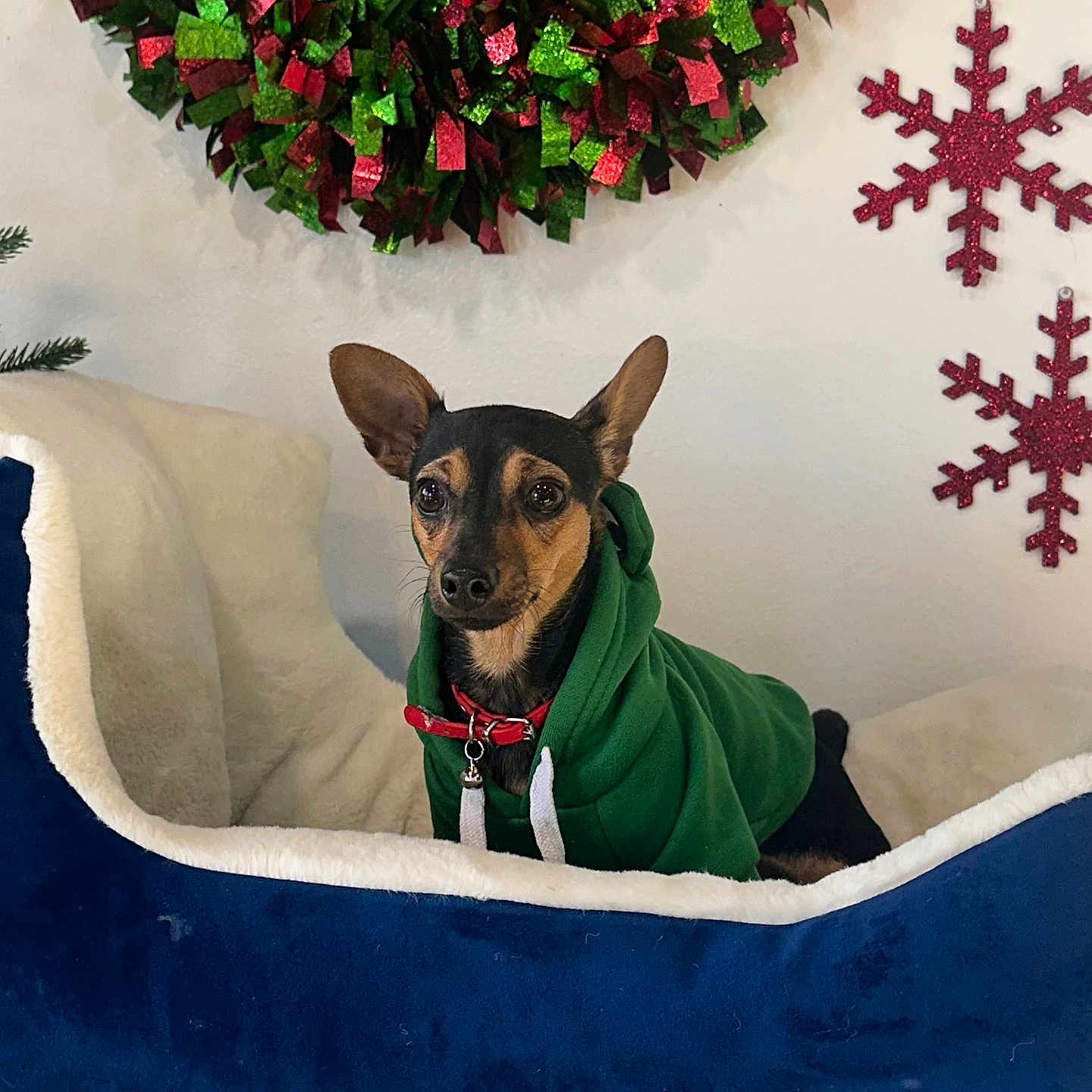 Rocky is registered to the contest to win money with this photo: animal, bed, blue, cozy, cute, dog, festive, green, green_clothing, holiday_decor, hoodie, indoor, pet, plush, red, resting, small_dog, snowflake, white, wreath