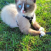 S'Mores is registered to the contest to win money with this photo: kitten, cat, blue_eyes, grass, outdoor, sunlight, animal, pet, young, cute, feline, nature, mammal, fur, whiskers, playful, harness, lying_down, small, curious