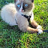 kitten, cat, blue_eyes, grass, outdoor, sunlight, animal, pet, young, cute, feline, nature, mammal, fur, whiskers, playful, harness, lying_down, small, curious